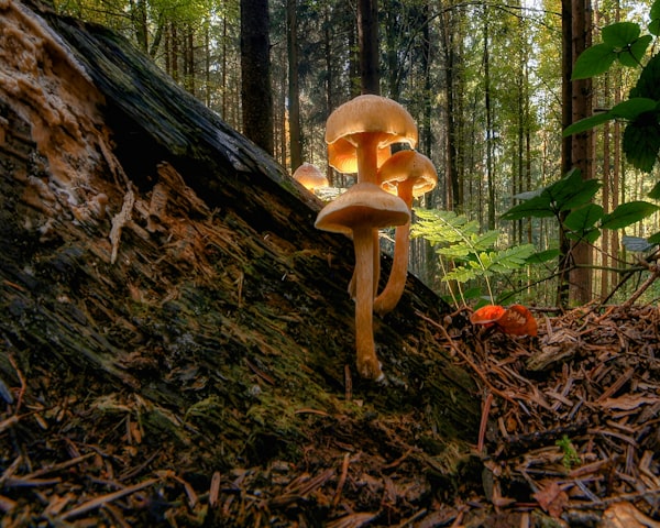 Phenomenal Fungi