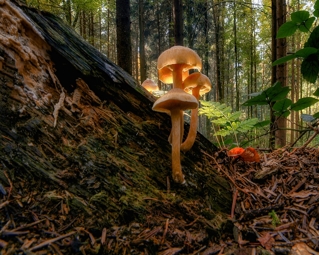 brown mushroom on brown tree trunk, autumn brings funghi ballet