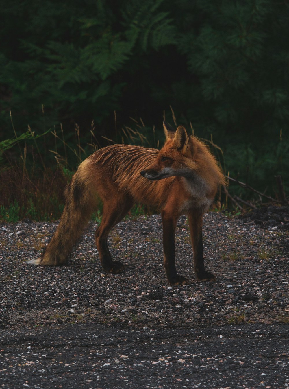 brown fox walking on dirt ground during daytime