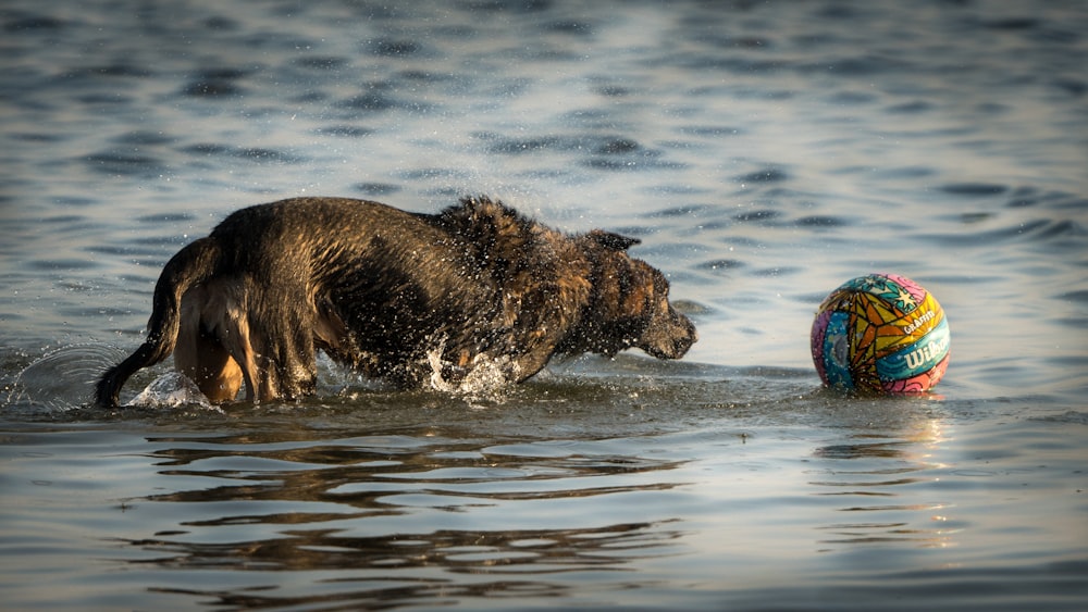 black short coat large dog on water during daytime