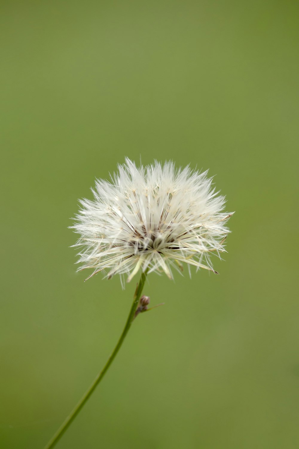 white dandelion in close up photography