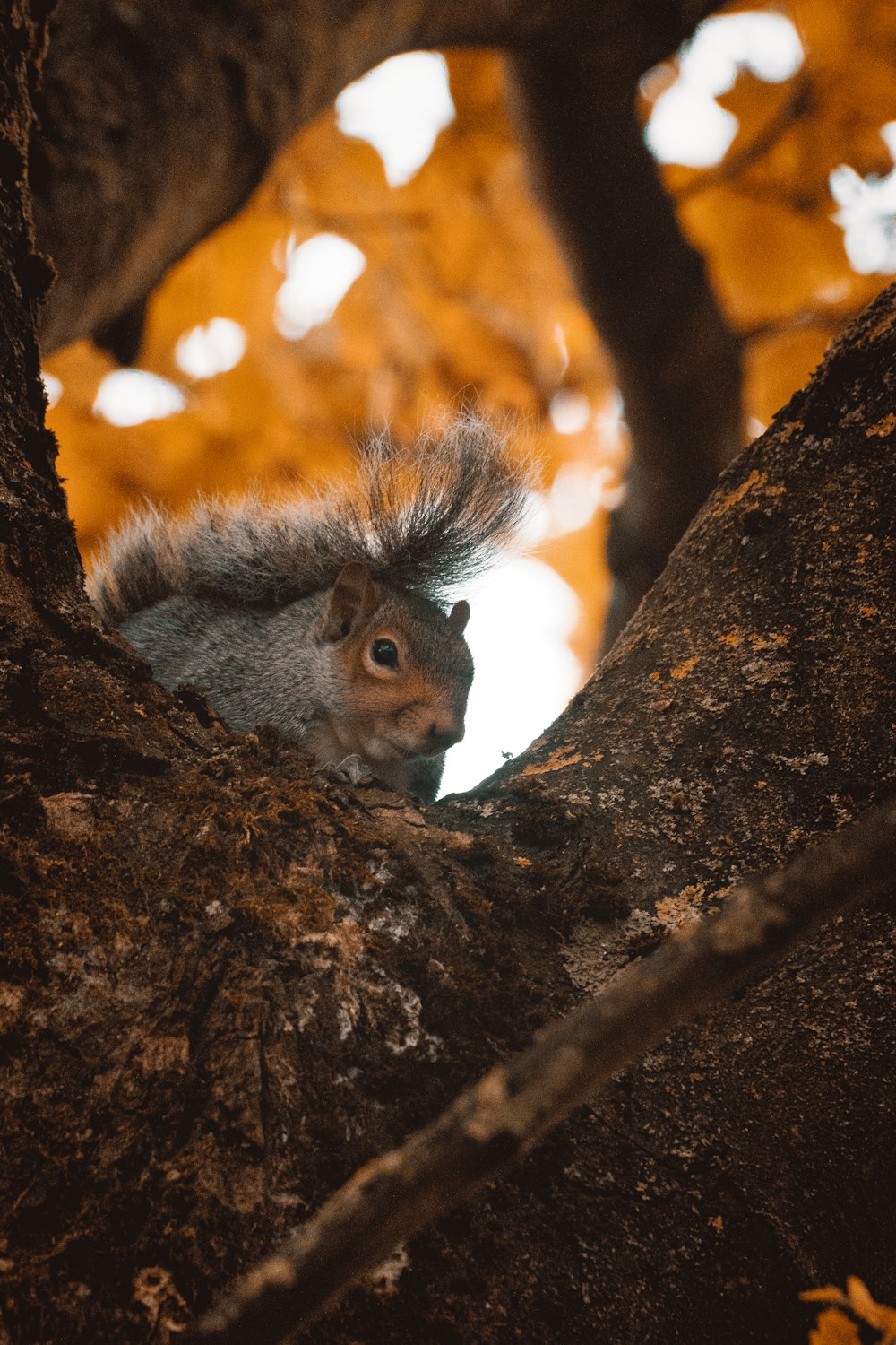 gray squirrel on brown tree