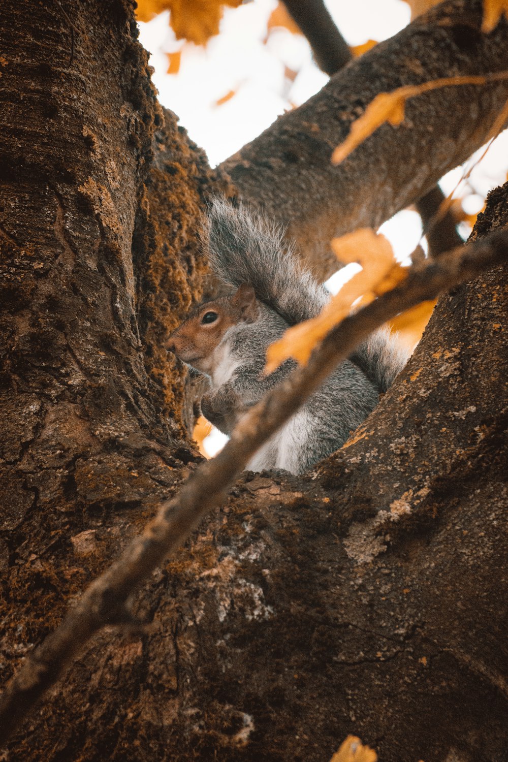 gray squirrel on brown tree branch