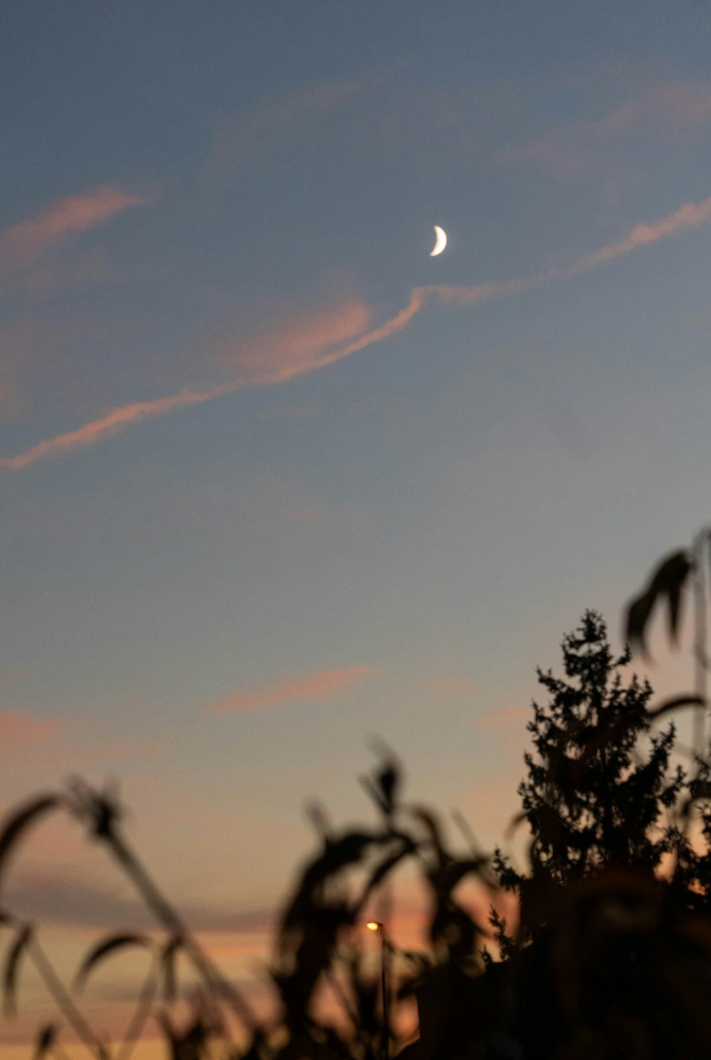 silhouette of trees under blue sky with white clouds during daytime