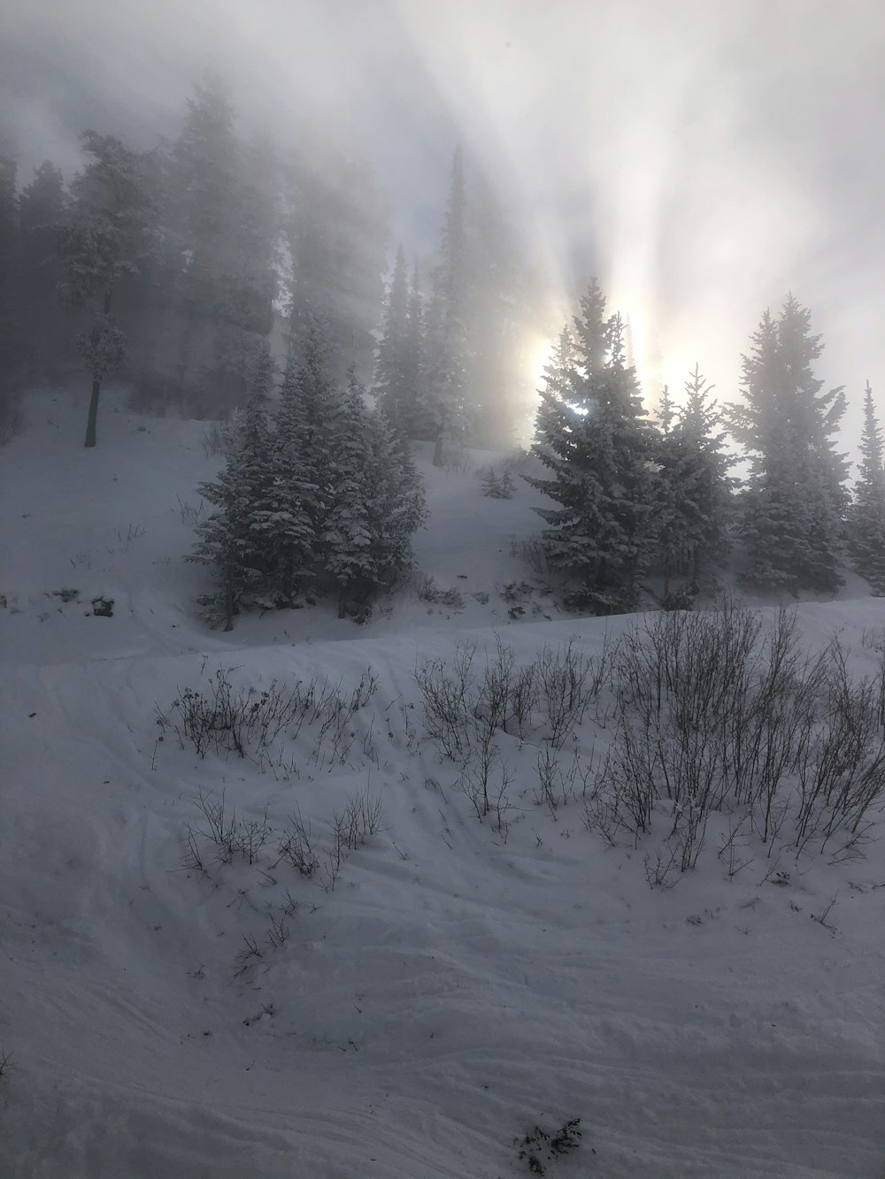 snow covered trees during daytime