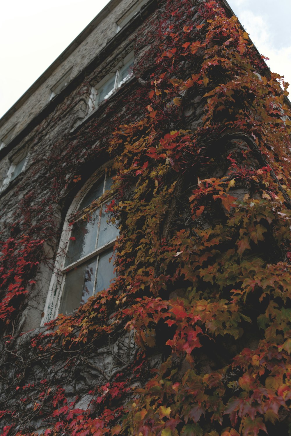 Roter und brauner Ahornbaum neben grauem Betongebäude