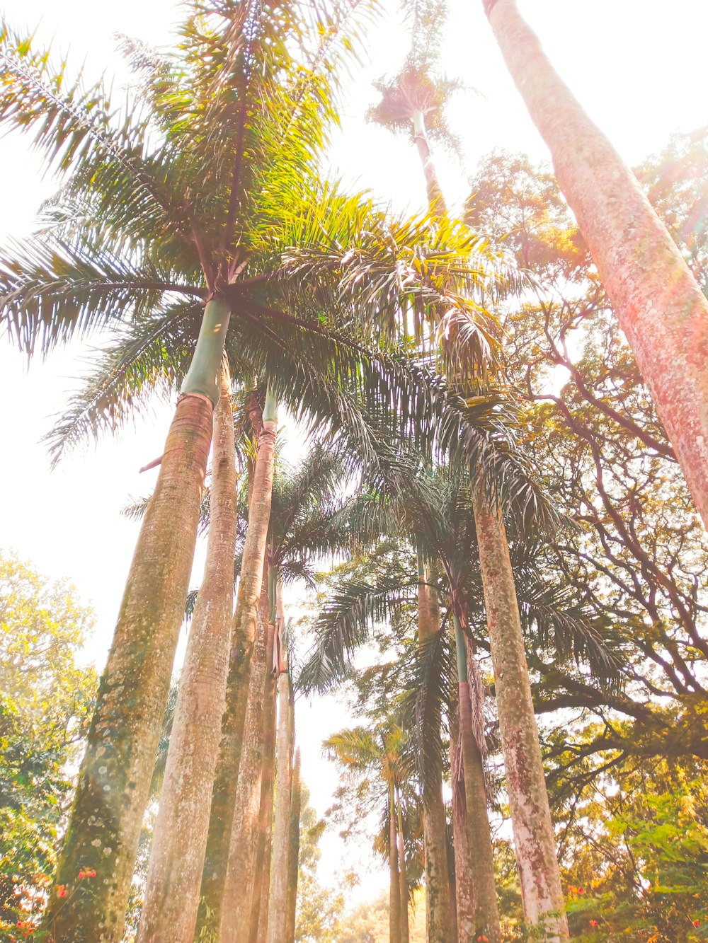 green and brown trees during daytime