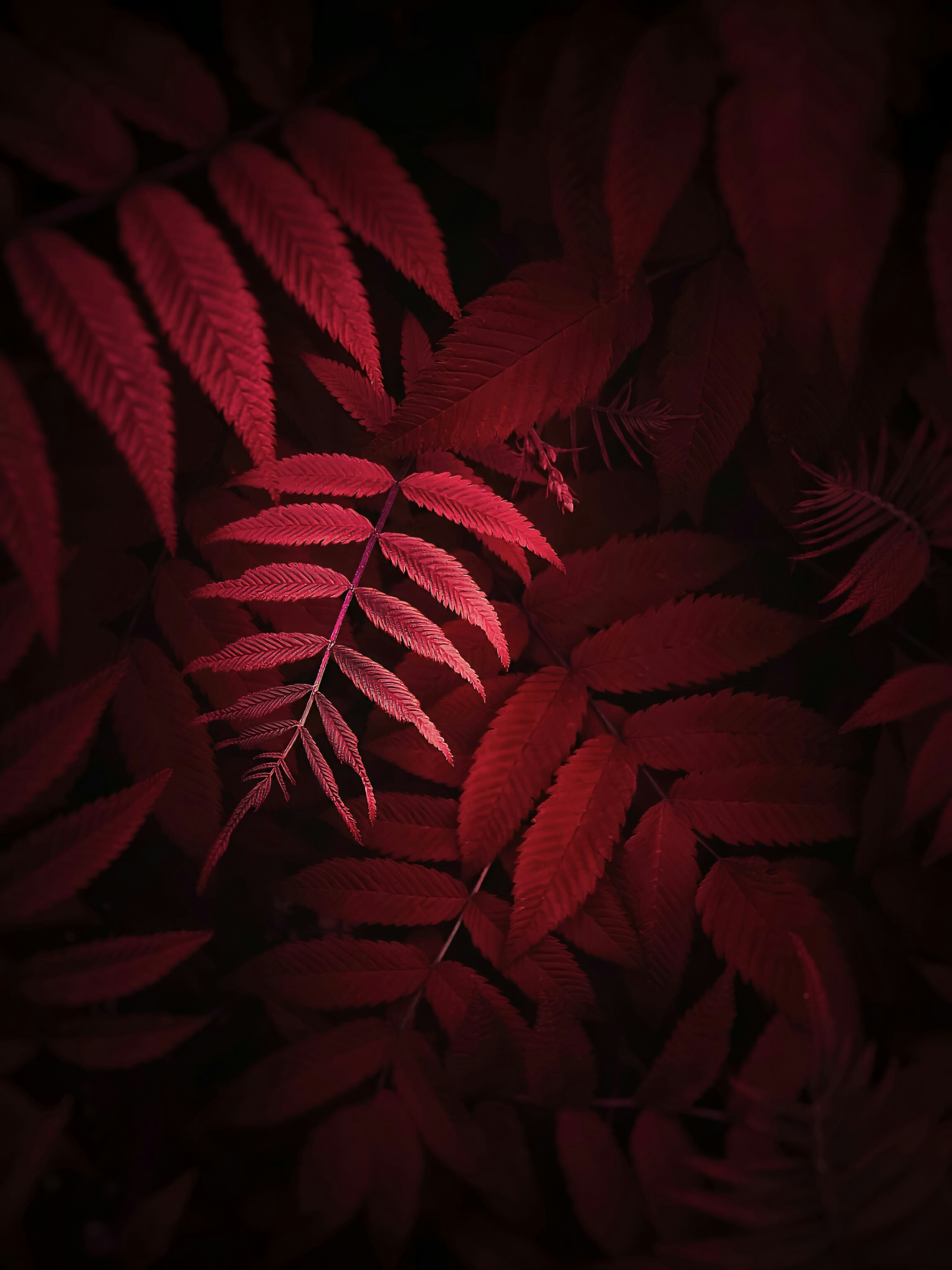 red leaves in dark room
