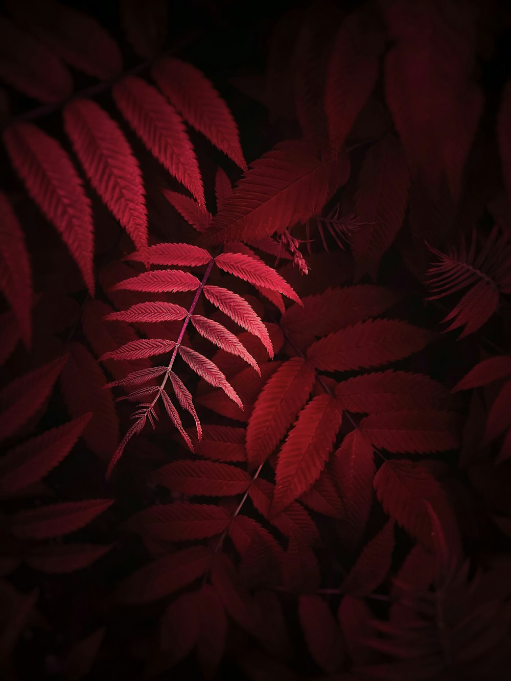 어두운 방에 붉은 잎