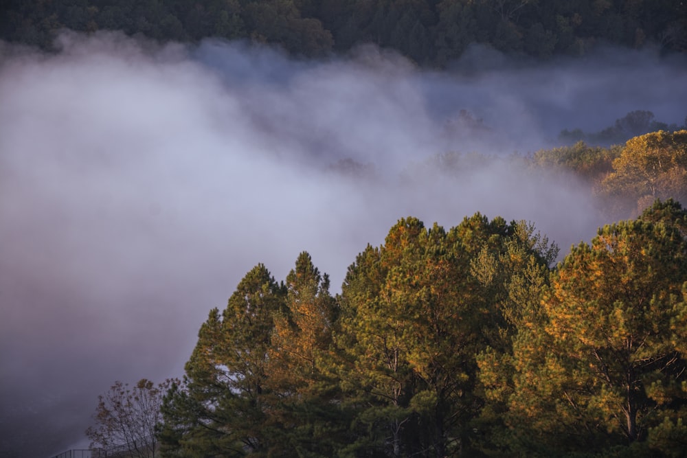 arbres verts et jaunes sous des nuages blancs