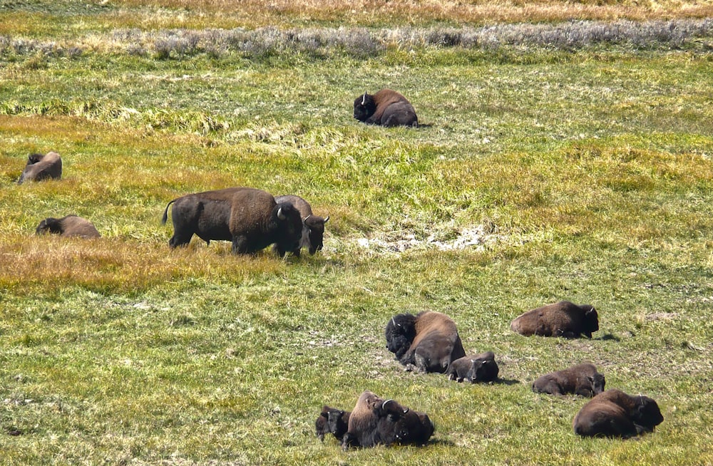 animal brun sur un champ d’herbe verte pendant la journée