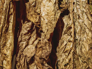 Close-up of dried catappa leaves showing natural texture and earthy tones.