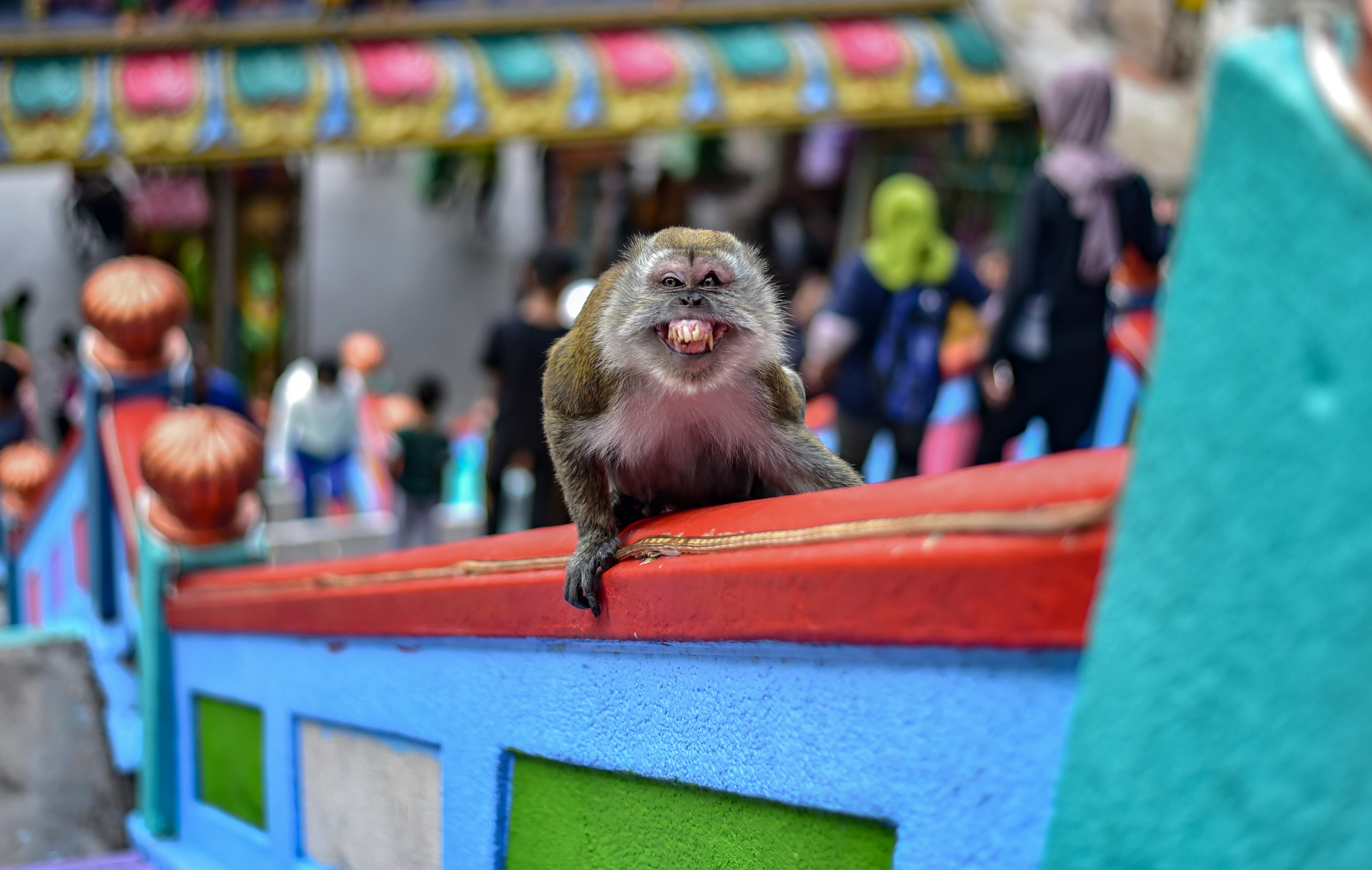 Monkey Buffet Festival