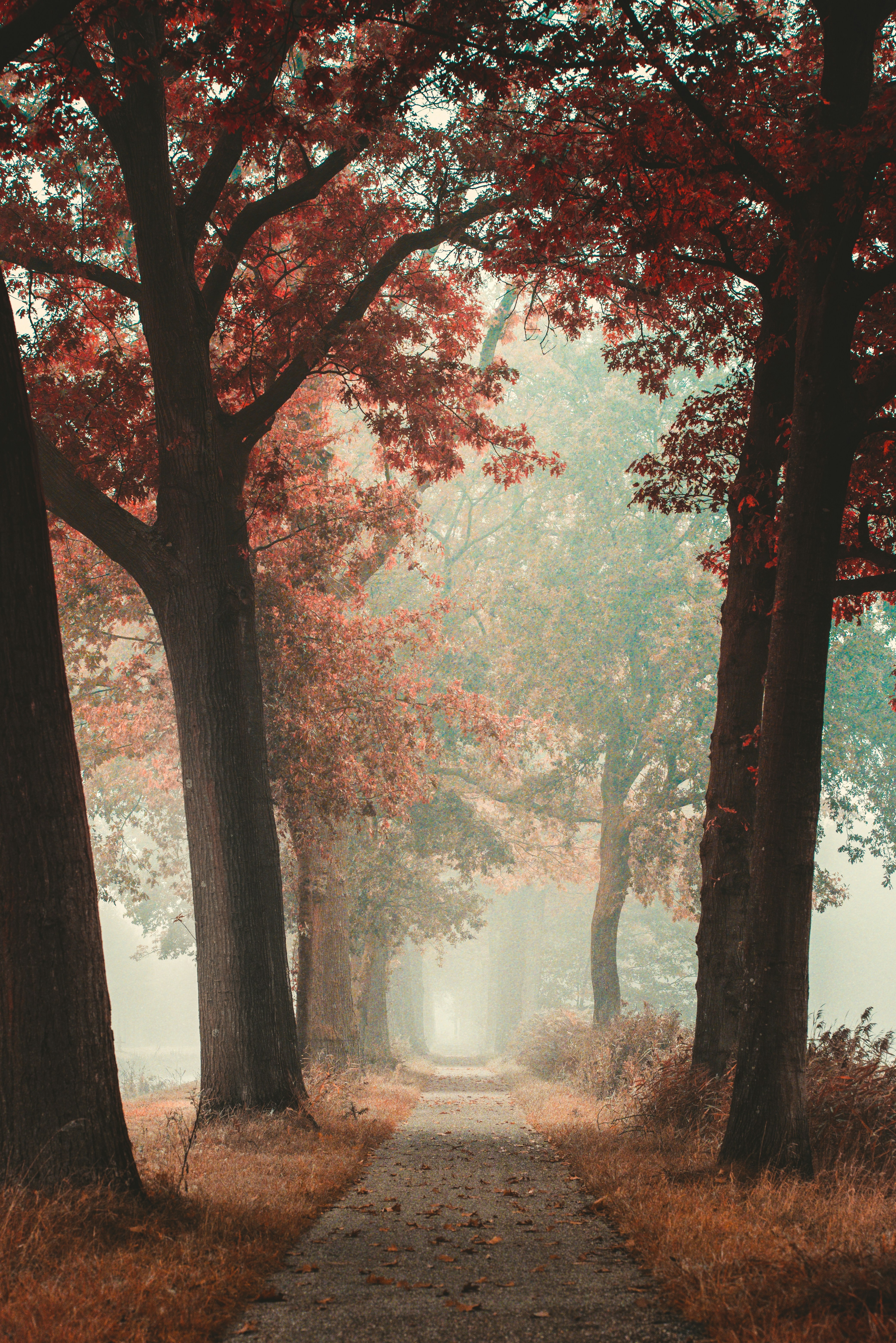 green and brown trees on forest during daytime