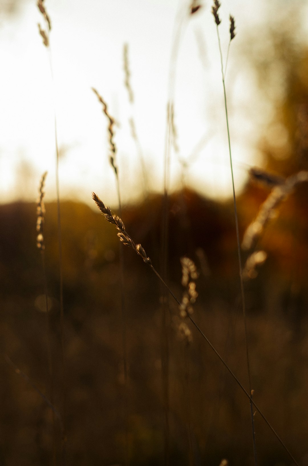 brown grass in tilt shift lens