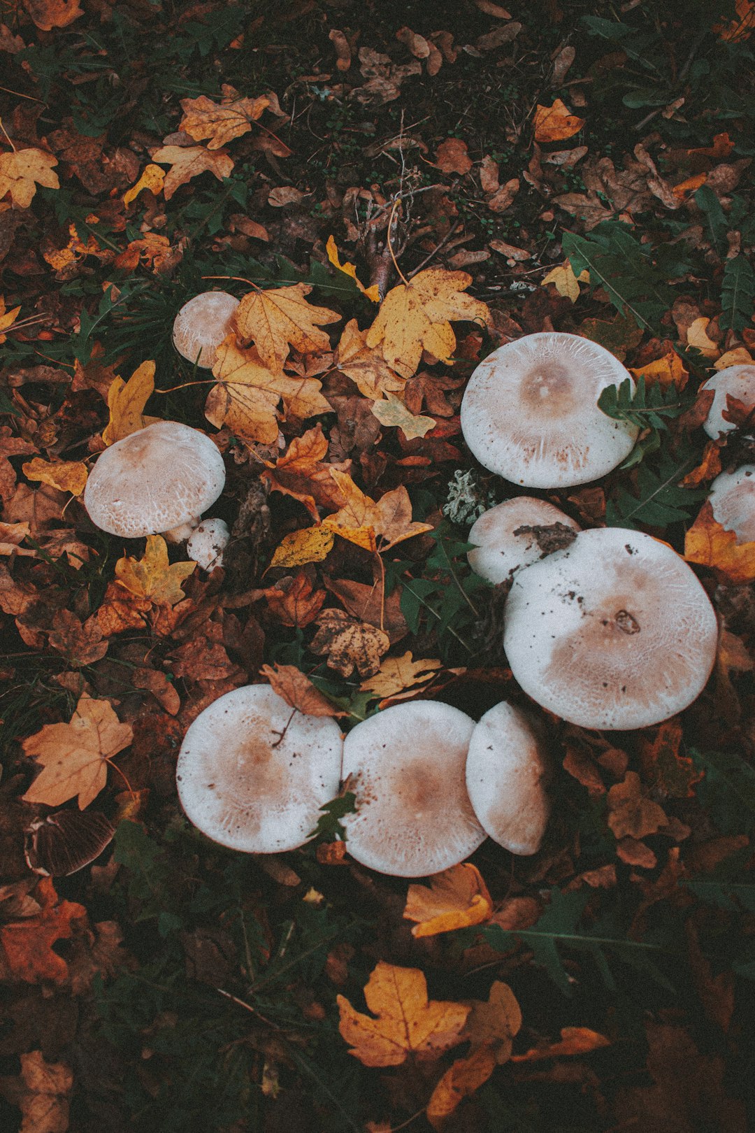 white mushrooms on brown dried leaves