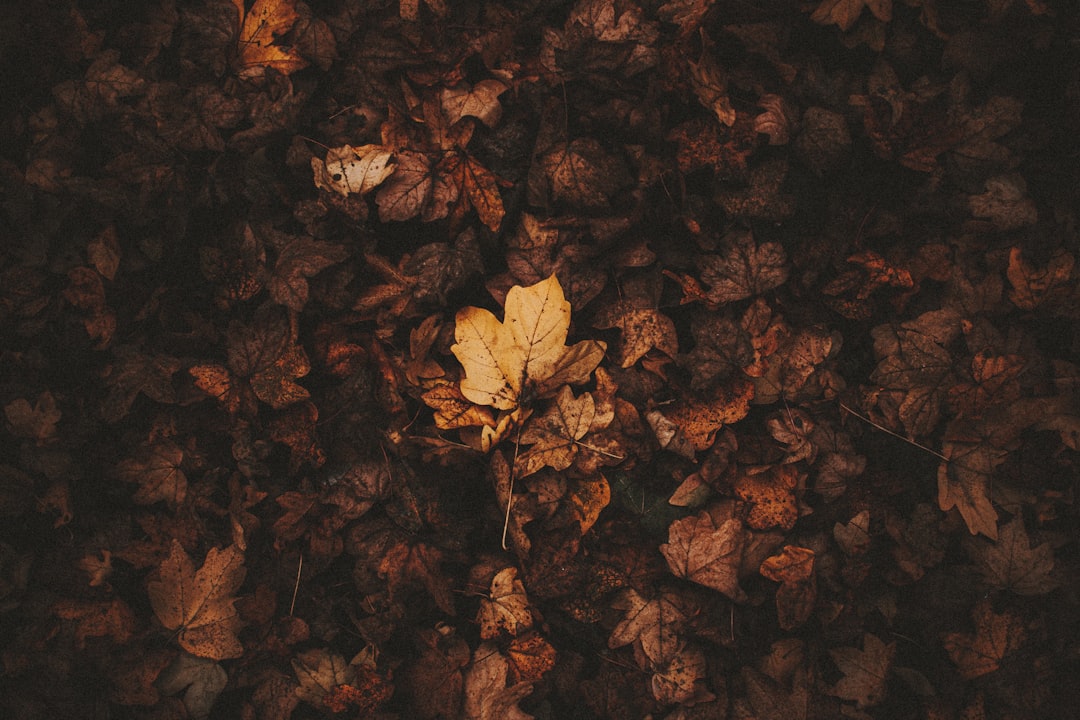 Leaf Painting Pictures | Download Free Images on Unsplash