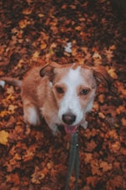 A friendly dog sitting beside a contact form.
