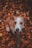 A friendly dog with a white and brown coat sits on a bed of fallen autumn leaves, looking up with its tongue slightly out and wearing a green leash.