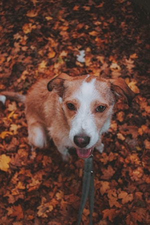 A friendly dog with a white and brown coat sits on a bed of fallen autumn leaves, looking up with its tongue slightly out and wearing a green leash.