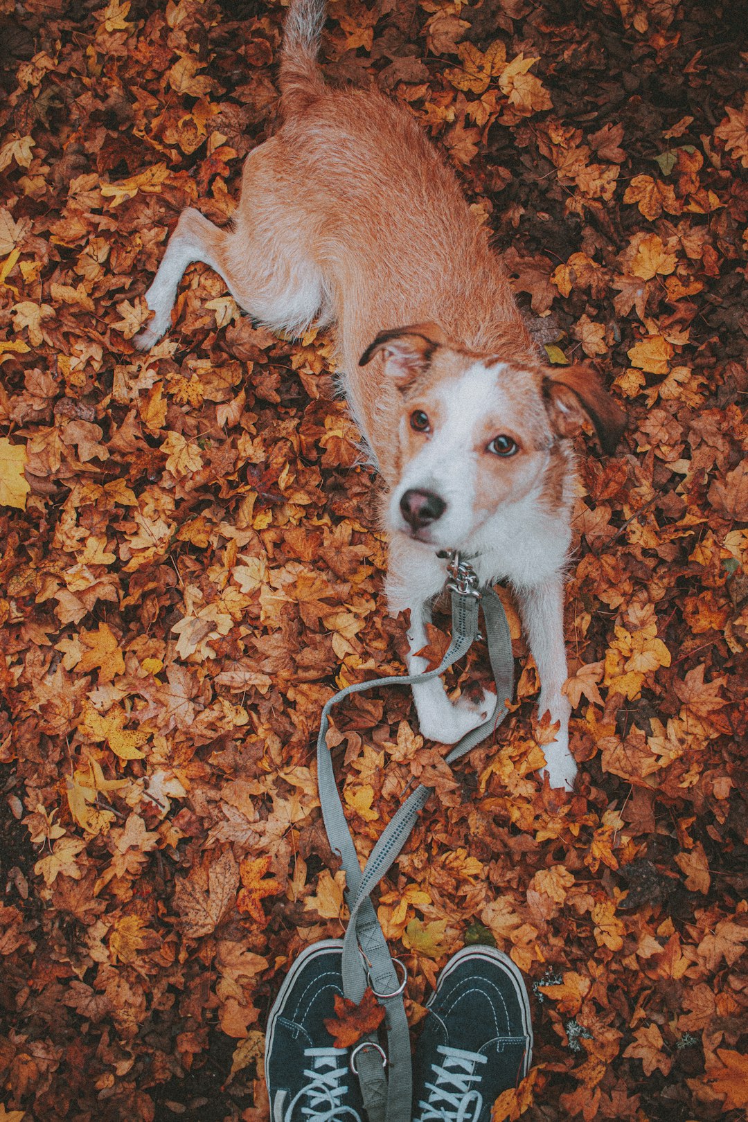 white and brown short coated dog on brown dried leaves