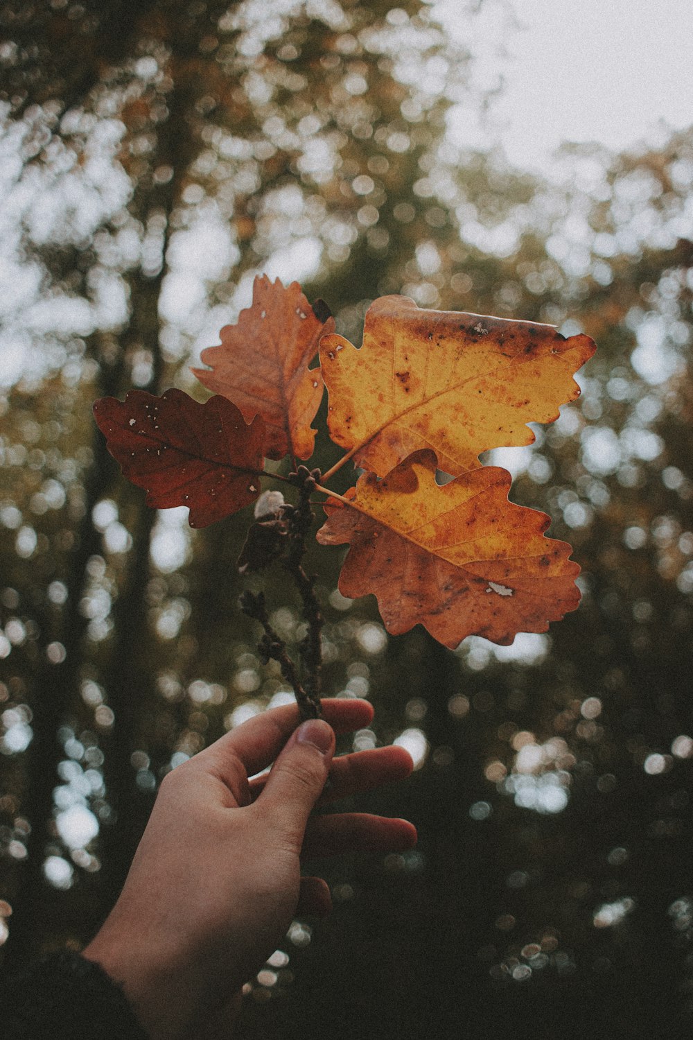 person holding brown maple leaf