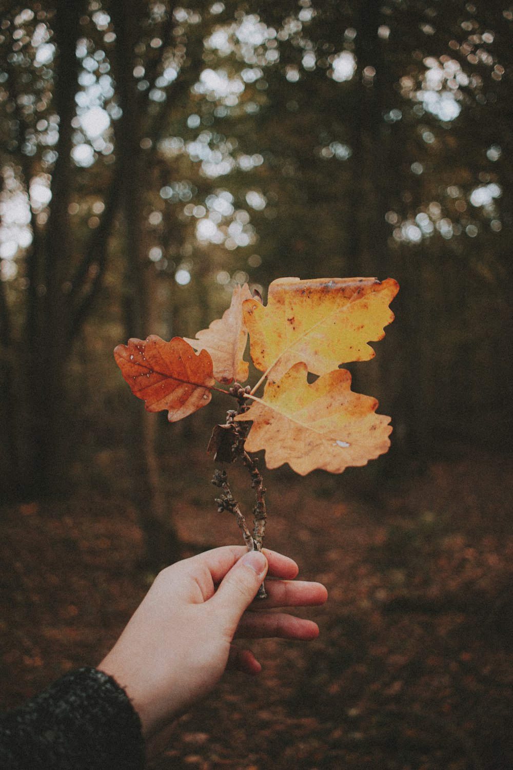 person holding brown maple leaf