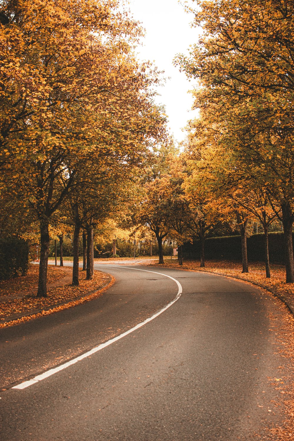 black asphalt road between trees during daytime