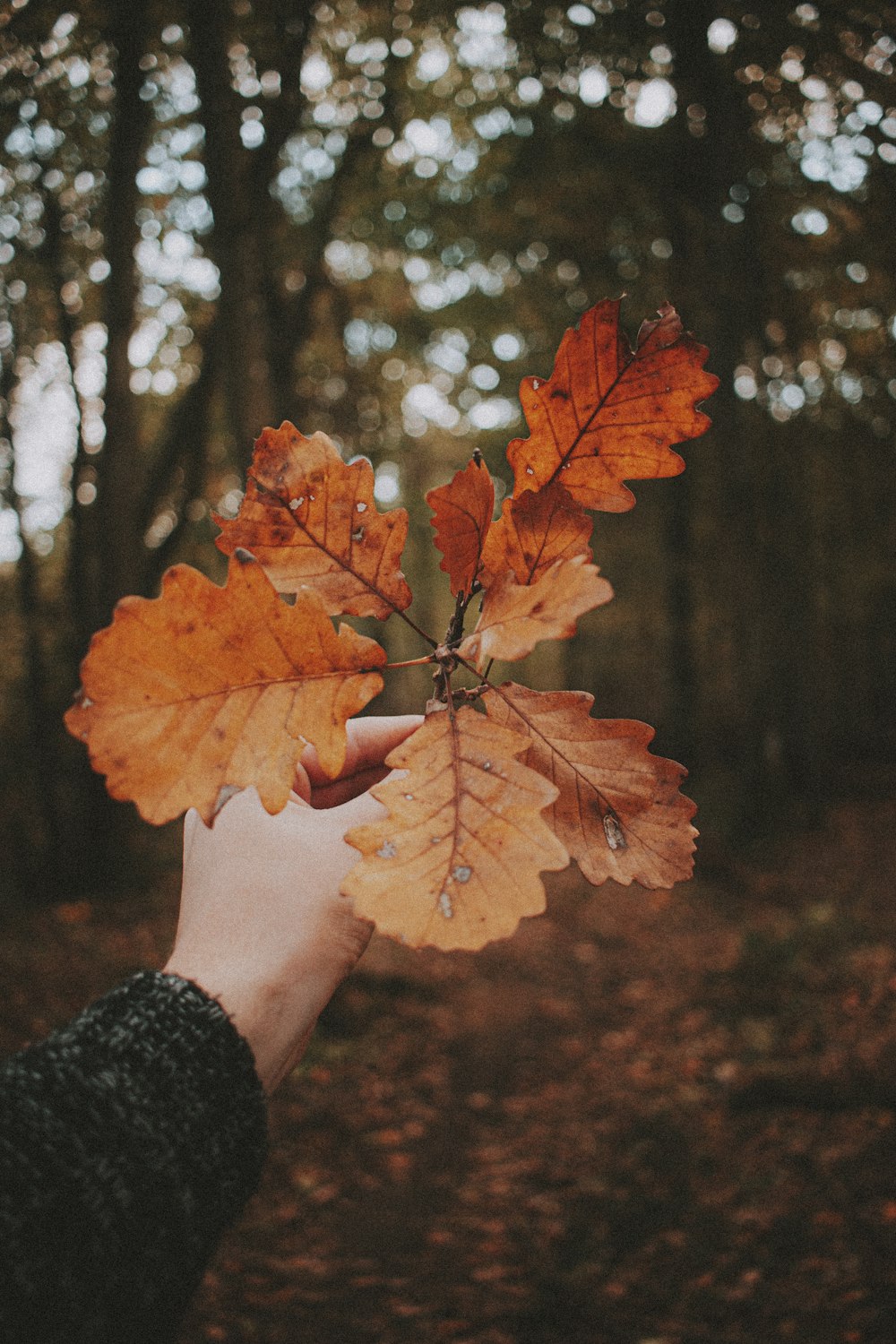 person holding brown maple leaf