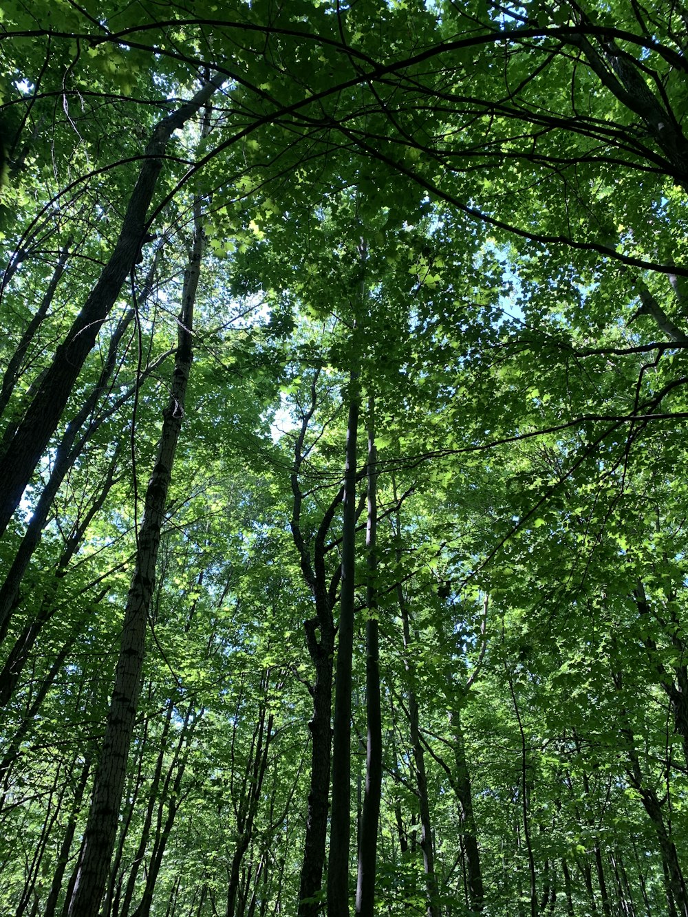 green trees under white sky during daytime