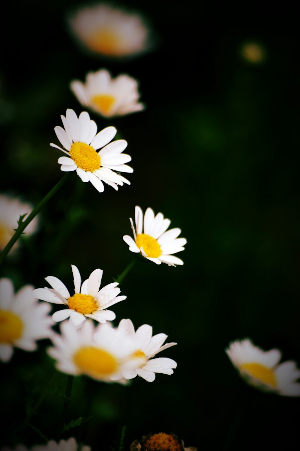 fiori di margherita bianchi e gialli