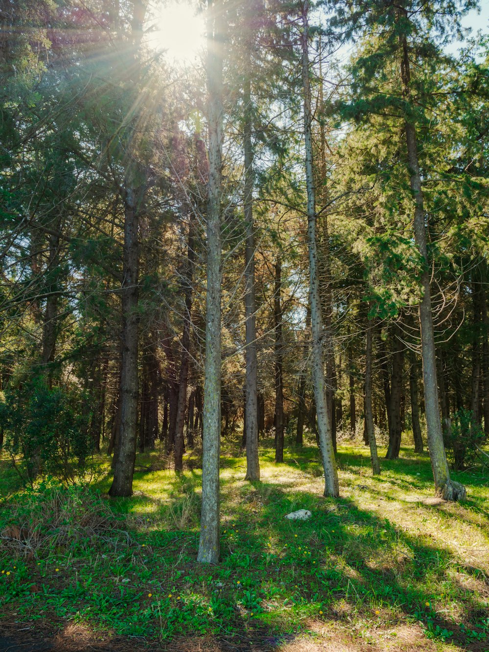 green grass and trees during daytime