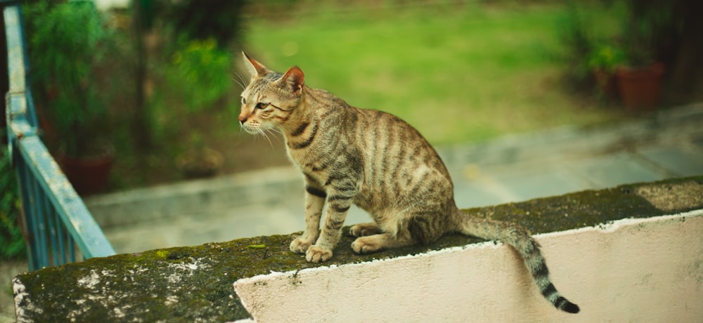 chat tigré brun sur une surface en béton gris