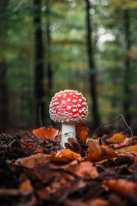 red and white mushroom in forest during daytime
