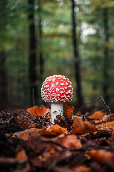 red and white mushroom in forest during daytime