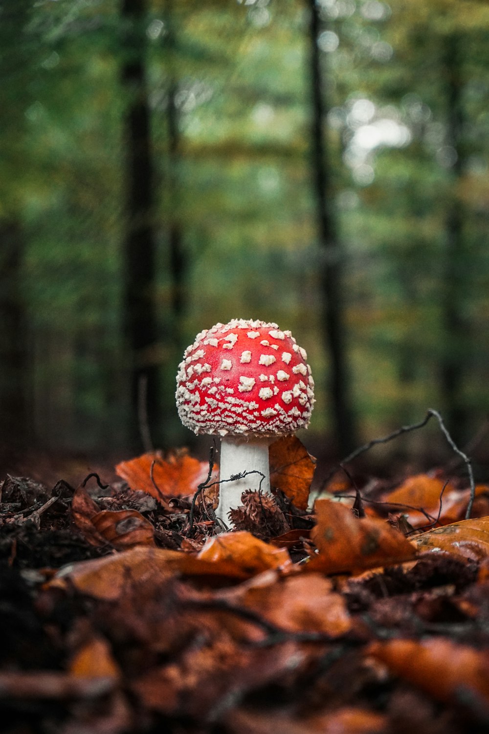 red and white mushroom in forest during daytime