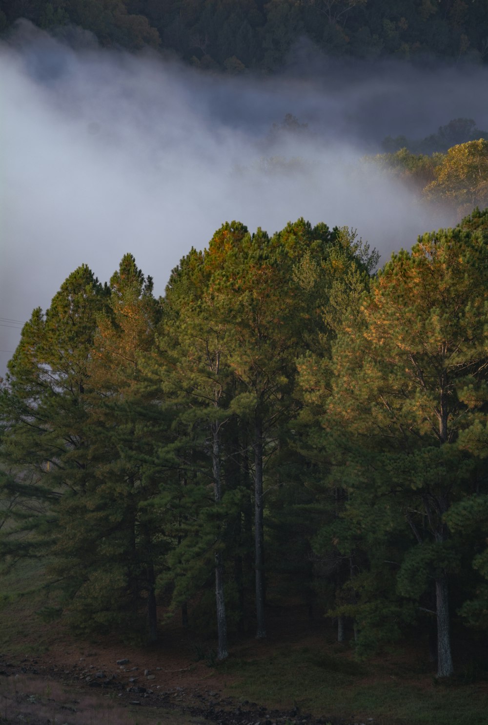 arbres verts sous des nuages gris