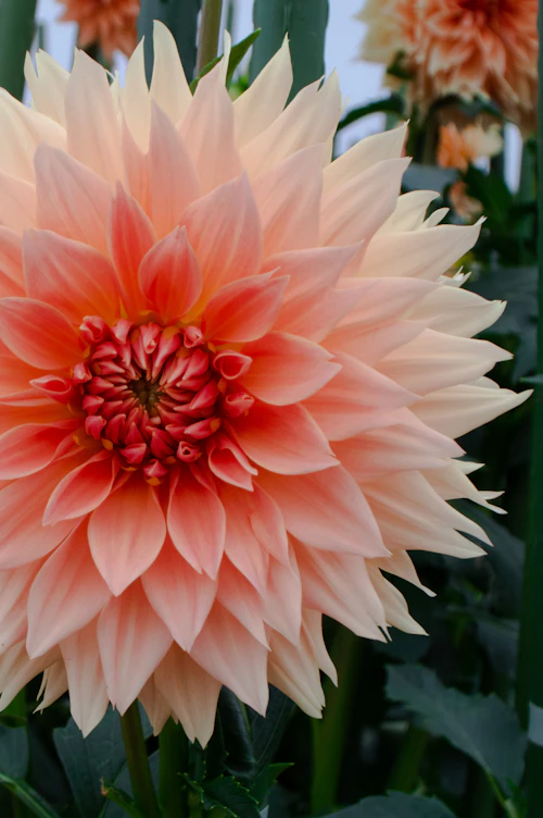 A dahlia in full bloom