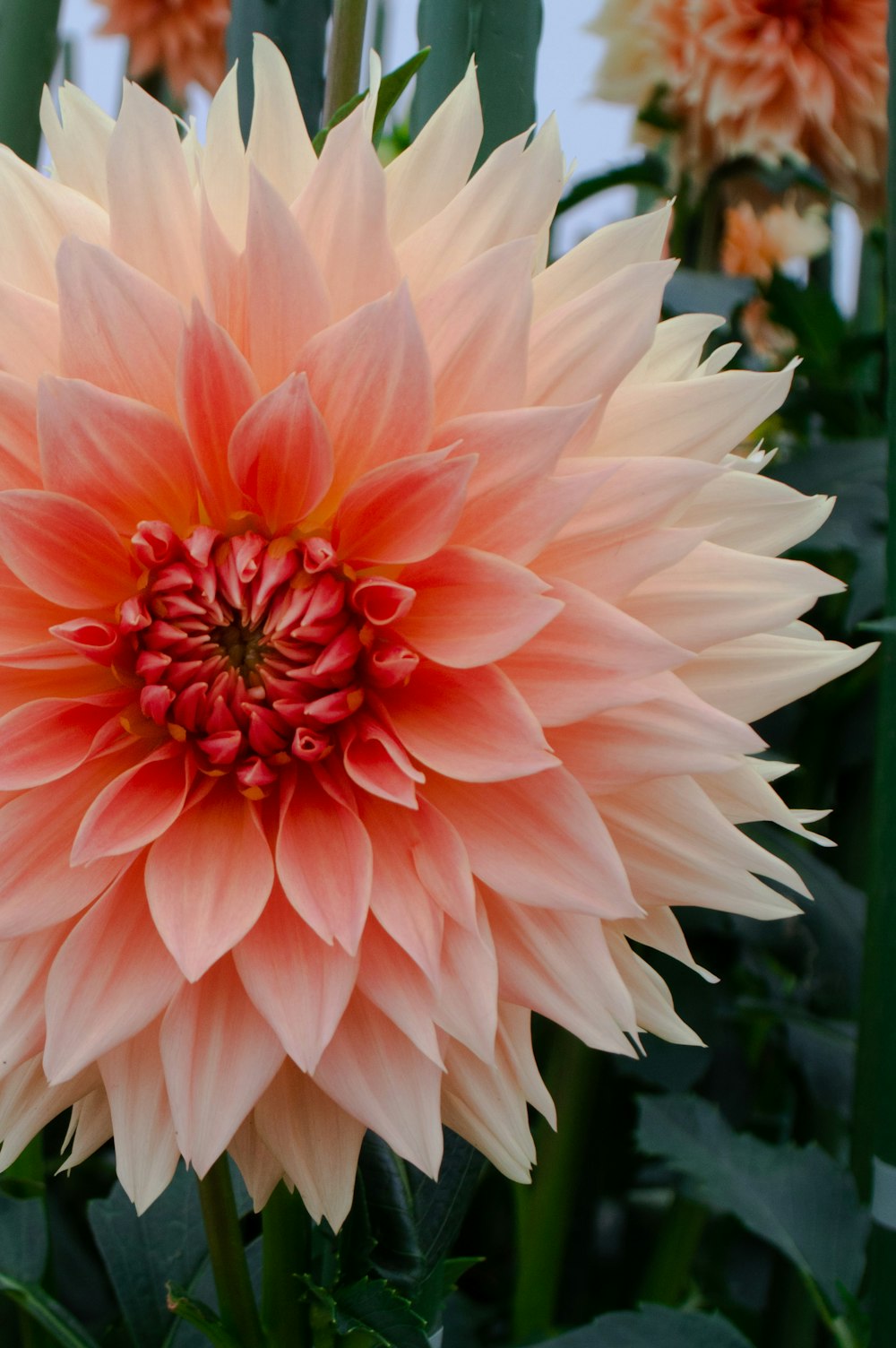 pink and white flower in close up photography