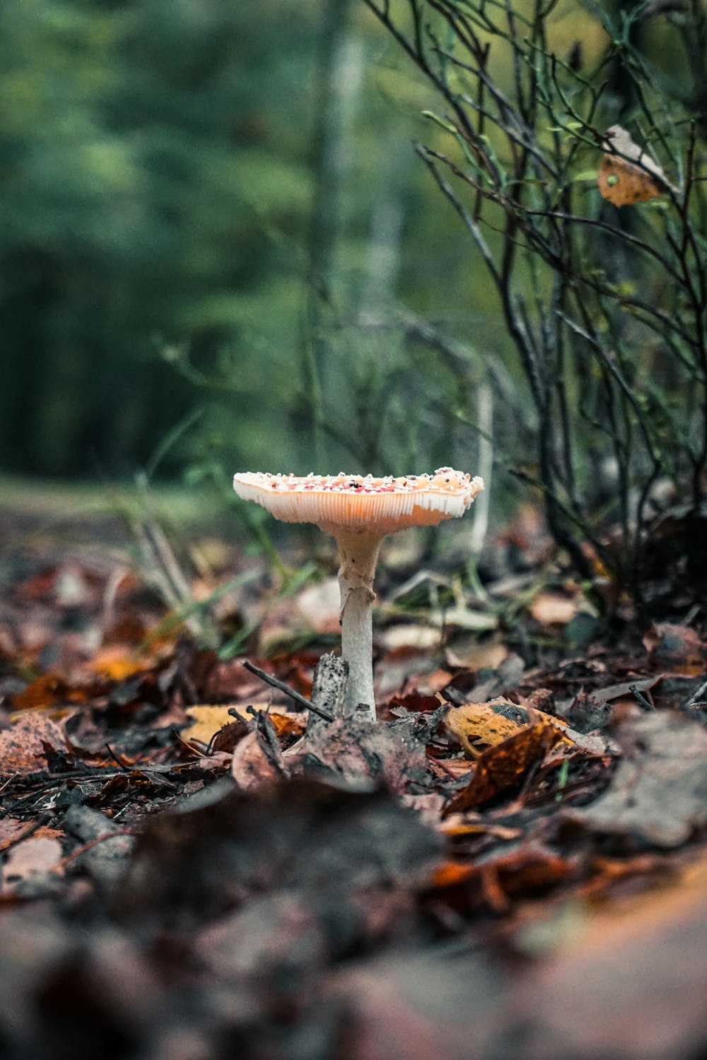 brown mushroom on brown dried leaves