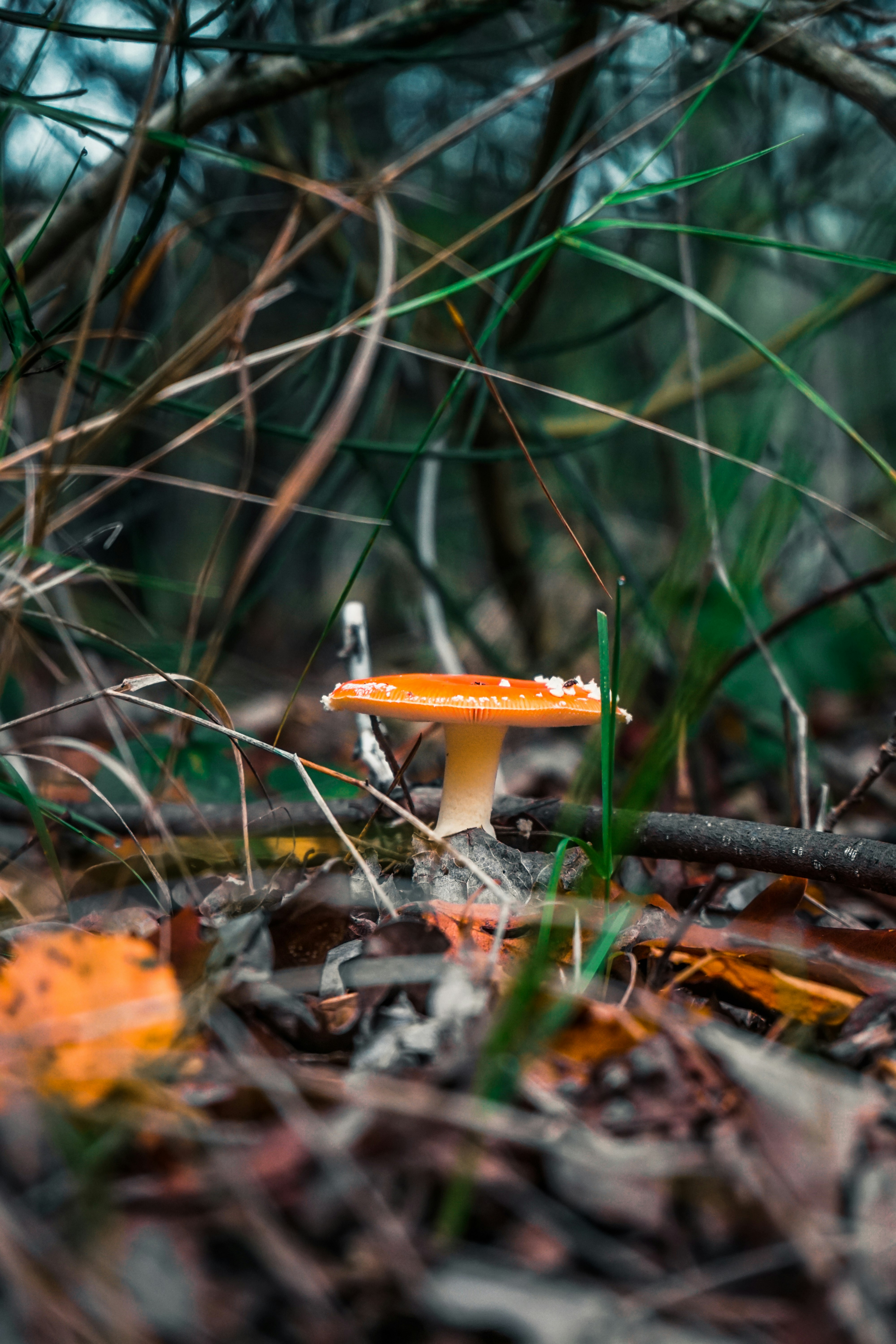 orange and white mushroom on brown dried leaves