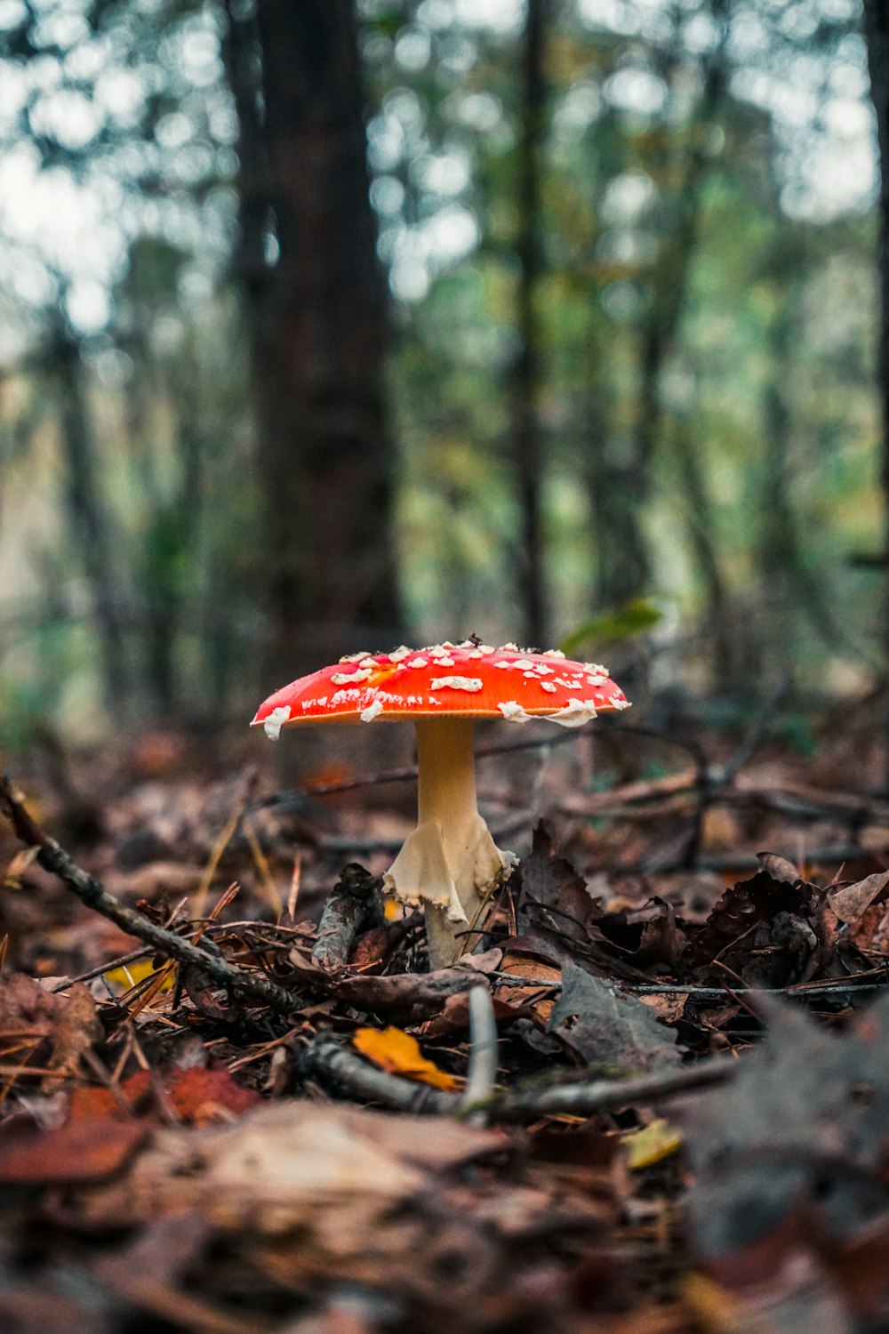 red and white mushroom on ground