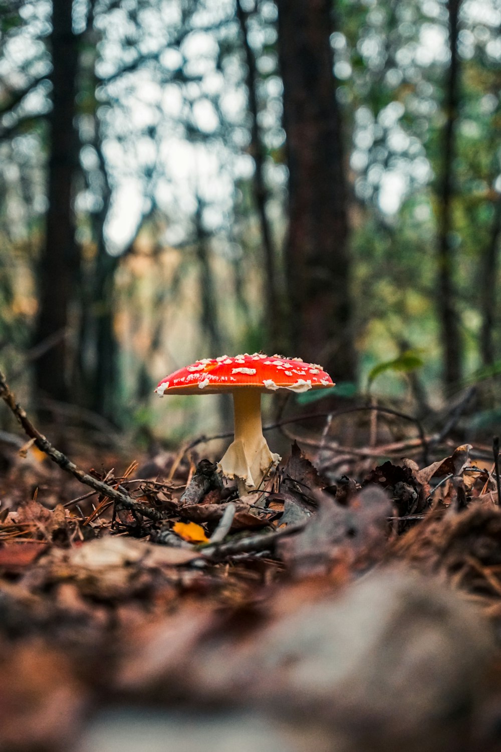 red and white mushroom on brown dried leaves