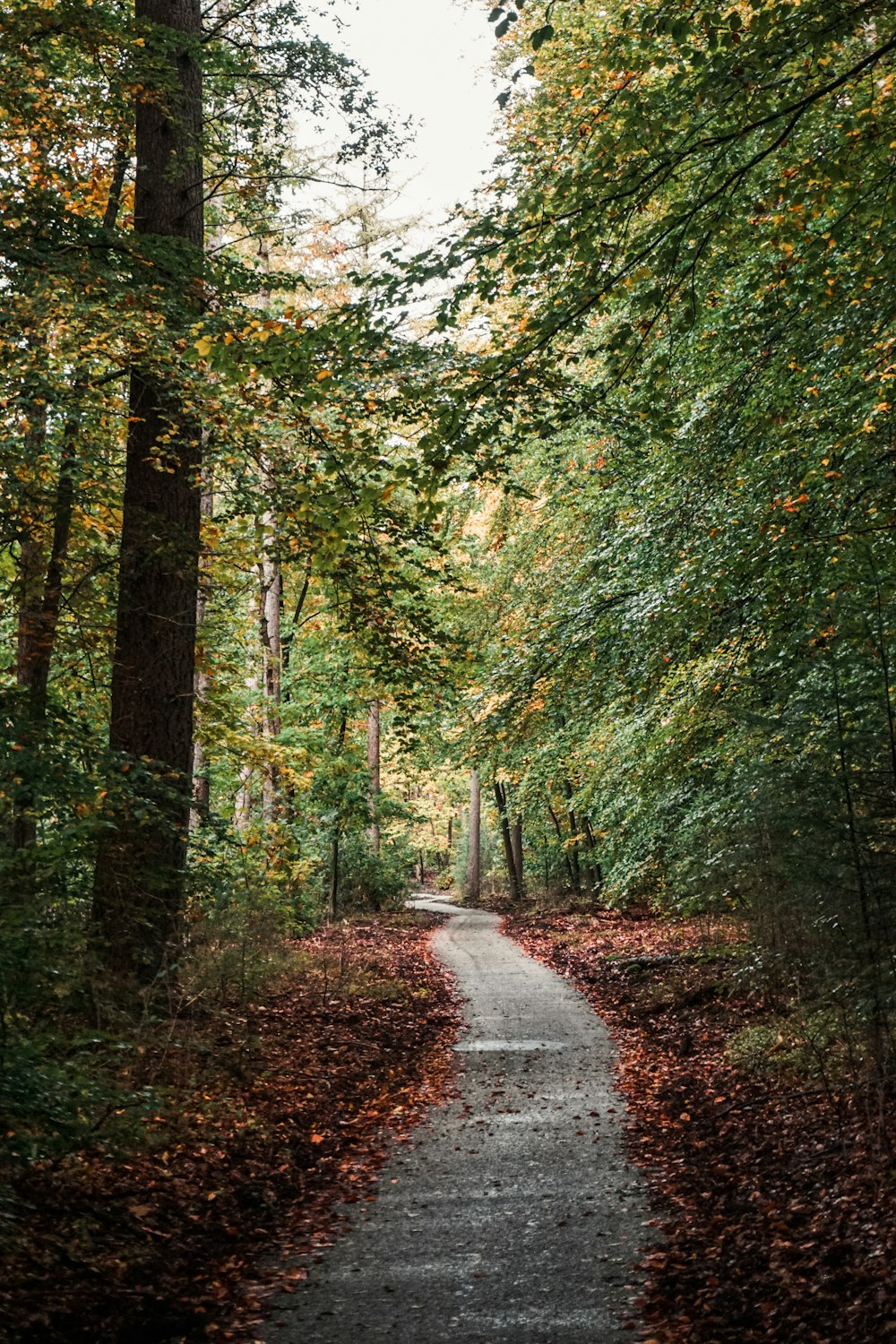 camino gris en medio de árboles verdes