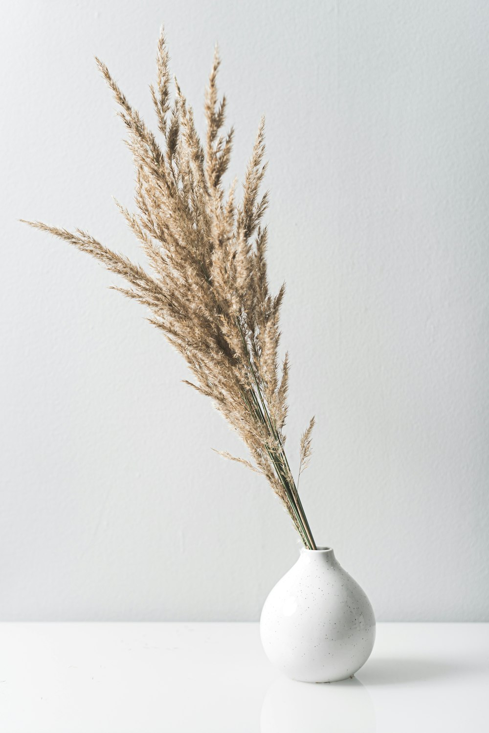 白い陶器の花瓶に茶色の植物