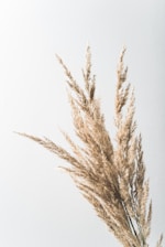brown leafless tree on white background