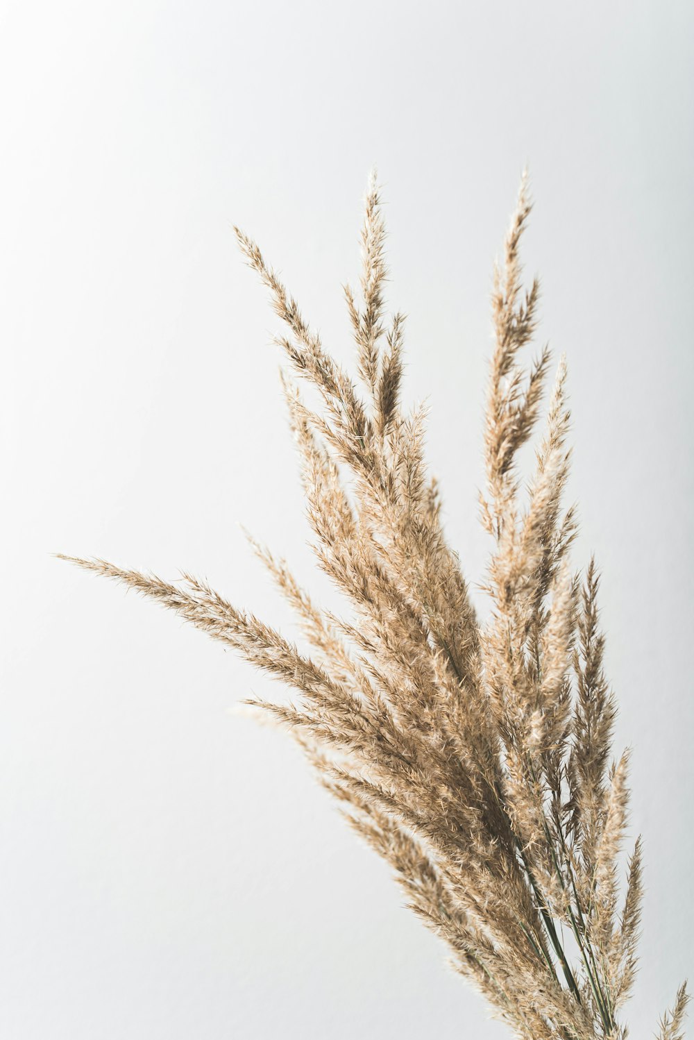 brown leafless tree on white background