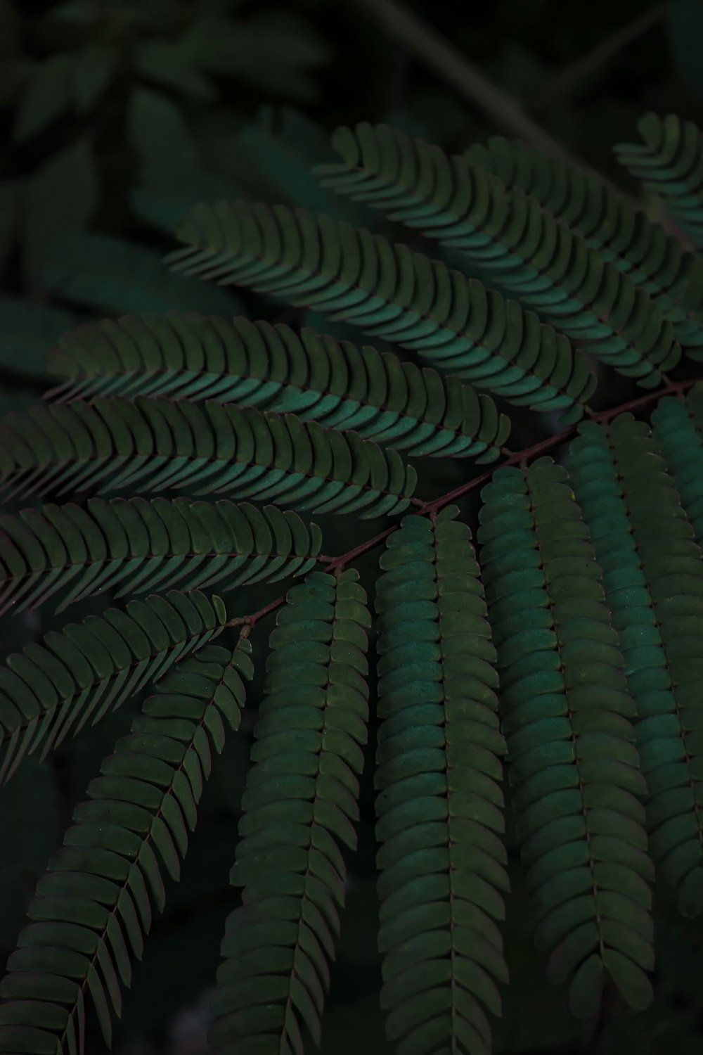 green and red leaf plant