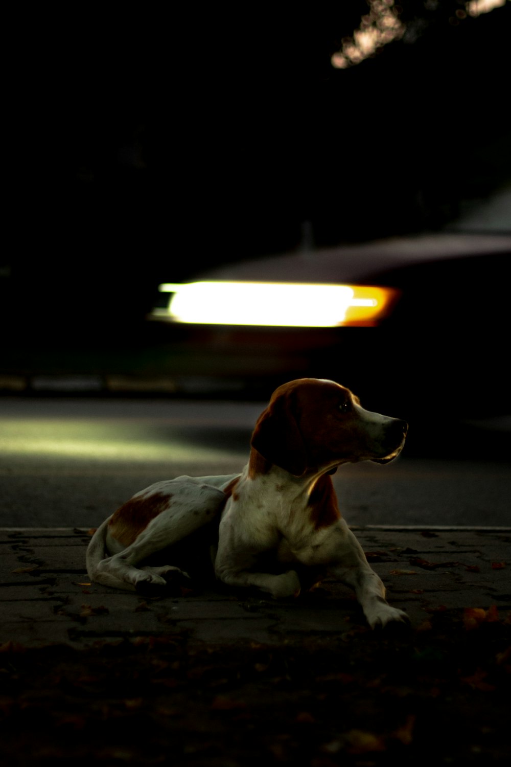 brown and white short coated dog sitting on the road during daytime