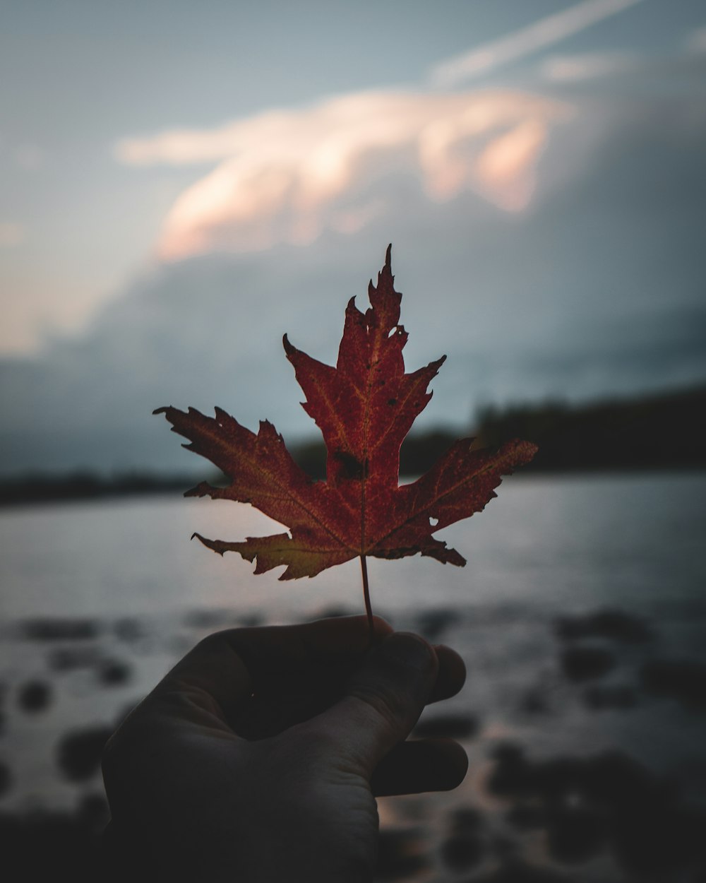 a hand holding a leaf over a body of water